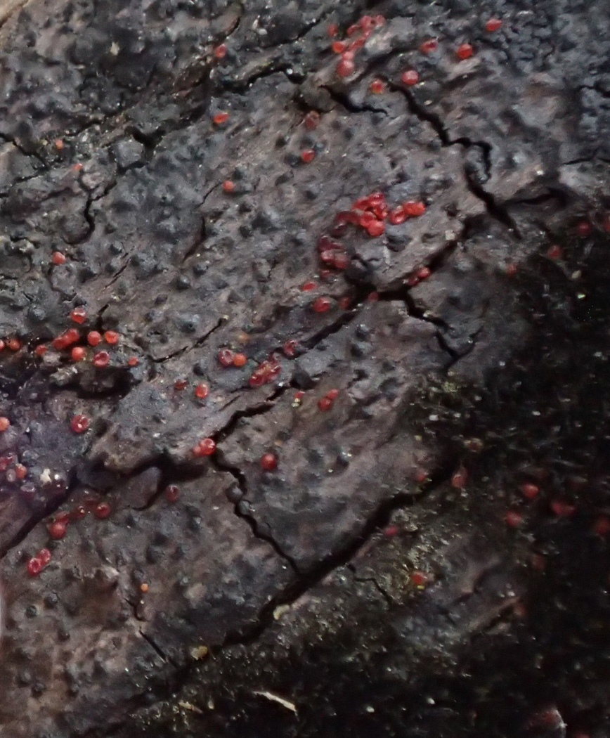 Photo © Sarah Ebdon Dialonectria episphaeria by Sarah Ebdon